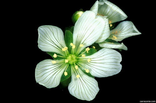   ::   Dionaea muscipula  26