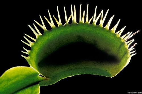   ::   Dionaea muscipula  28