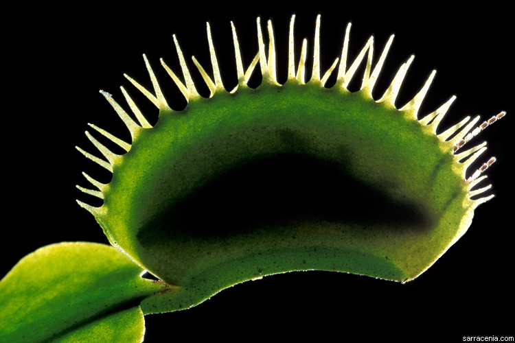   ::   Dionaea muscipula ::  1