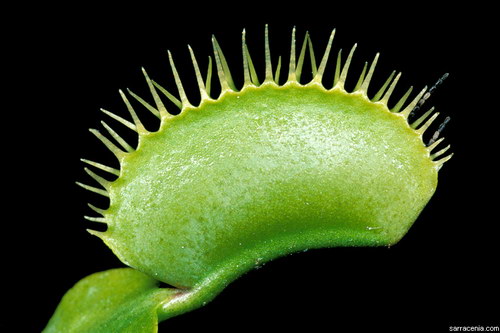   ::   Dionaea muscipula  29