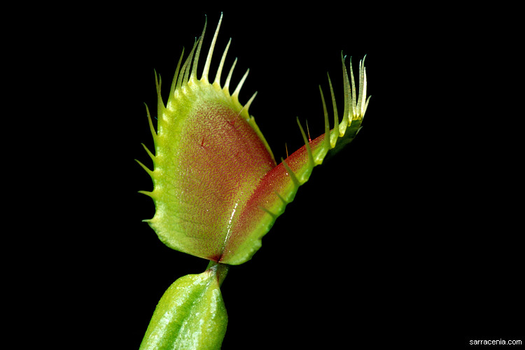   ::   Dionaea muscipula ::  1