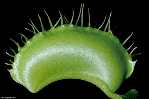   ::   Dionaea muscipula  34