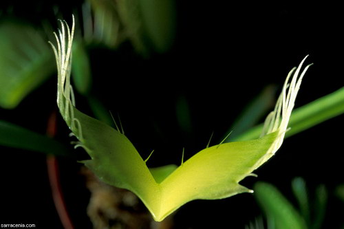   ::   Dionaea muscipula  35
