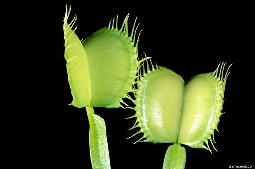   ::   Dionaea muscipula  37