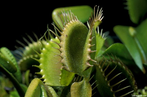   ::   Dionaea muscipula  39