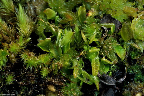   ::   Dionaea muscipula  40