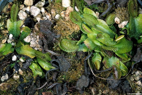   ::   Dionaea muscipula  41