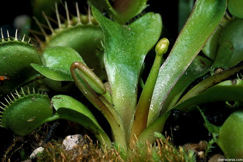   ::   Dionaea muscipula  42