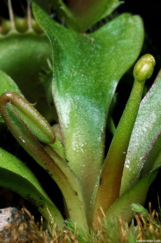   ::   Dionaea muscipula  43