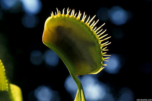   ::   Dionaea muscipula  44