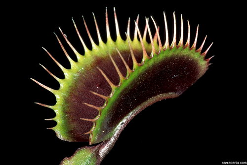   ::   Dionaea muscipula  46
