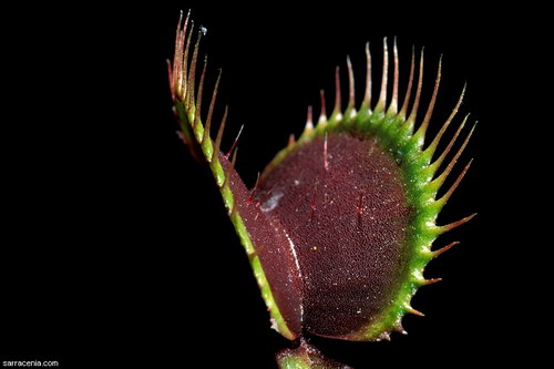   ::   Dionaea muscipula  47
