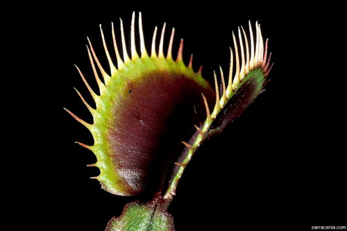   ::   Dionaea muscipula  48
