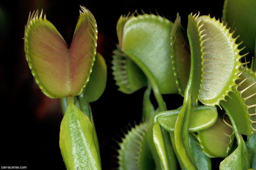   ::   Dionaea muscipula  56