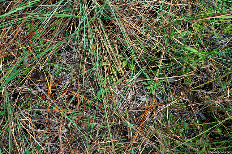   ::   Dionaea muscipula ::  1