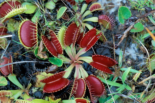   ::   Dionaea muscipula  58