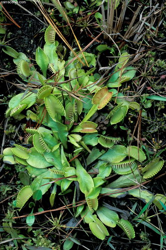   ::   Dionaea muscipula  59