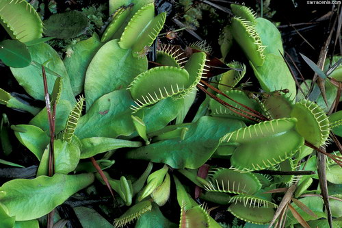   ::   Dionaea muscipula  60