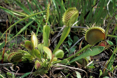   ::   Dionaea muscipula  61