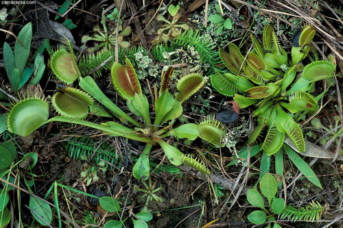  ::   Dionaea muscipula  62