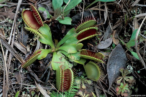   ::   Dionaea muscipula  63
