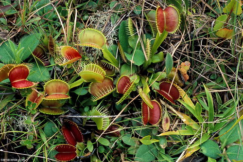  ::   Dionaea muscipula  65