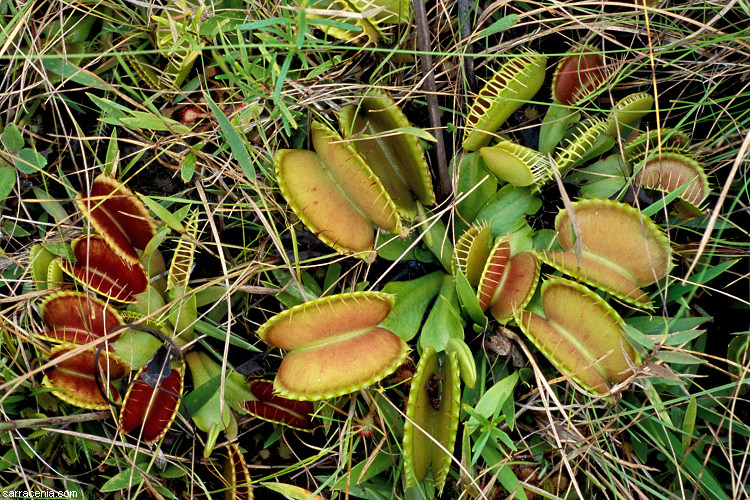   ::   Dionaea muscipula ::  1