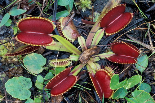   ::   Dionaea muscipula  68