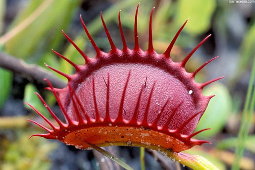   ::   Dionaea muscipula  69