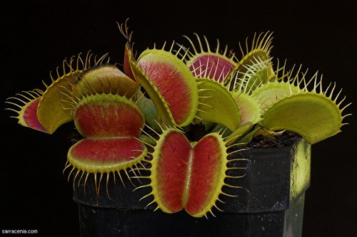   ::   Dionaea muscipula  72