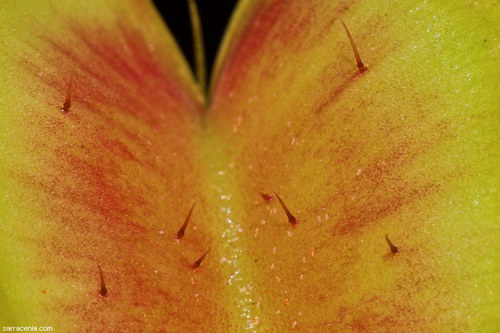   ::   Dionaea muscipula  75