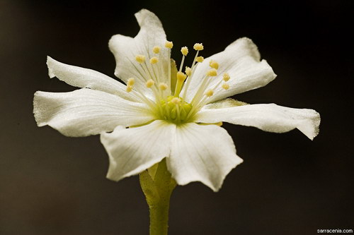   ::   Dionaea muscipula  76