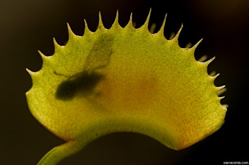   ::   Dionaea muscipula  78