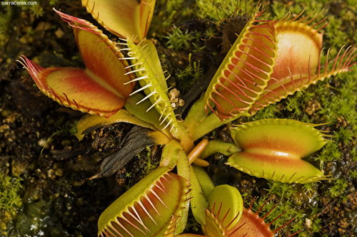   ::   Dionaea muscipula  79