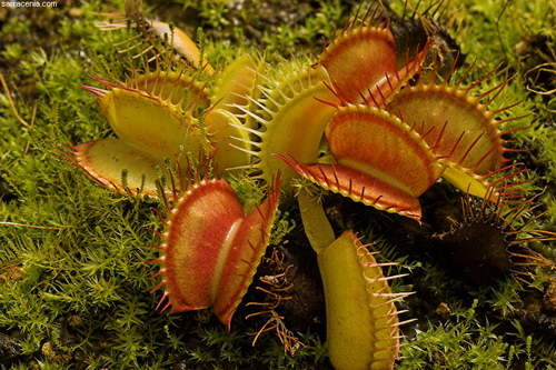  ::   Dionaea muscipula  80