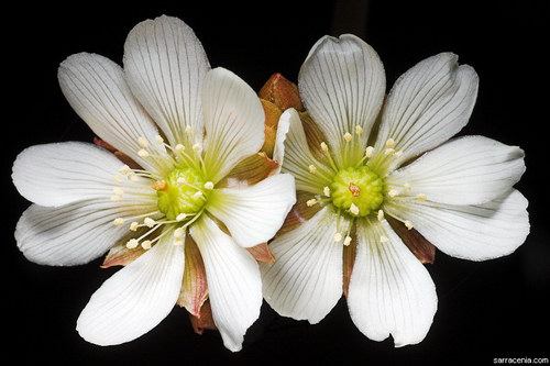   ::   Dionaea muscipula  83