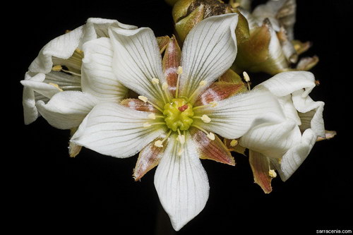   ::   Dionaea muscipula  85