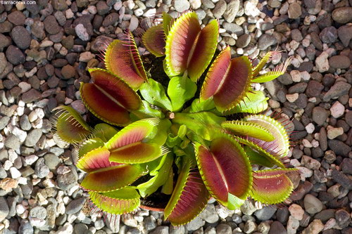   ::   Dionaea muscipula  93