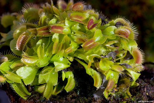   ::   Dionaea muscipula  94