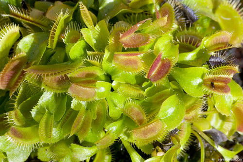   ::   Dionaea muscipula  95