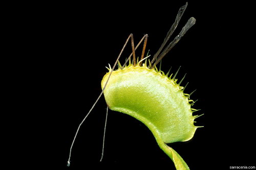   ::   Dionaea muscipula