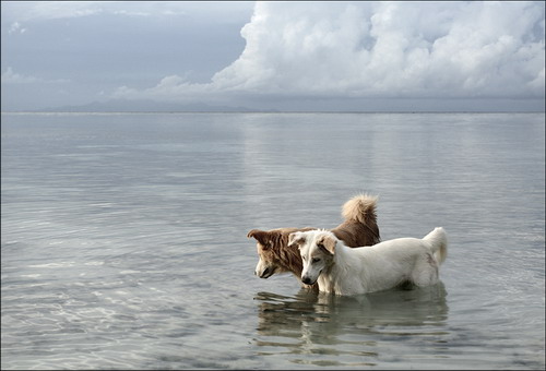 Животный мир :: Собаки фото 42