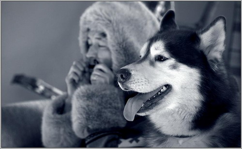 Животный мир :: Собаки фото 44