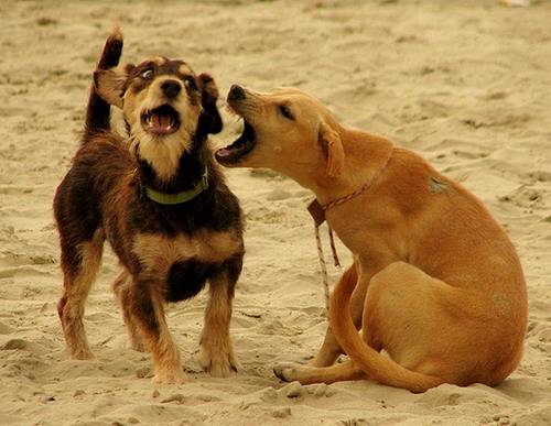Животный мир :: Собаки фото 46