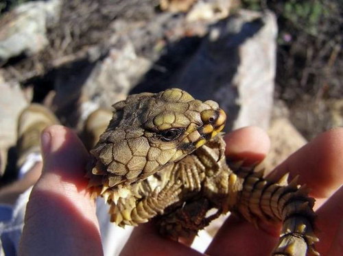 Животный мир :: Красивая ящерица фото 0