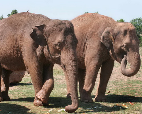 Слоны фото 1