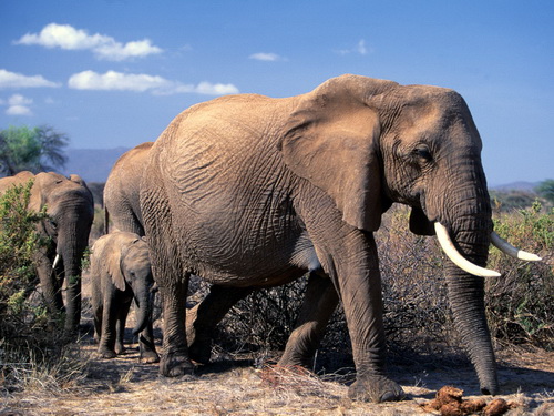 Слоны фото 6