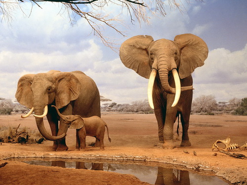 Слоны фото 9