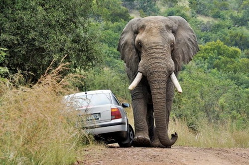 Слону не понравилась машина фото 1