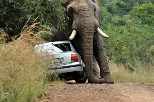 Слону не понравилась машина фото 2
